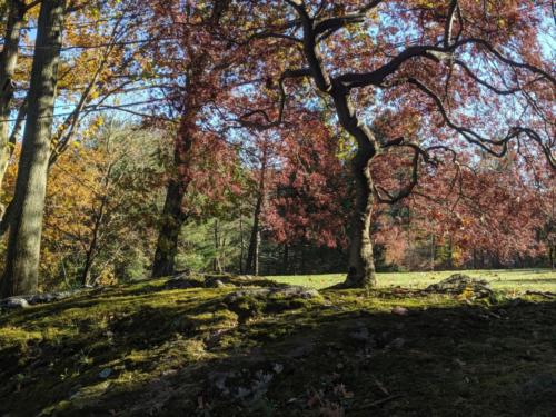 00000IMG_00000_BURST20191116140647378_COVER